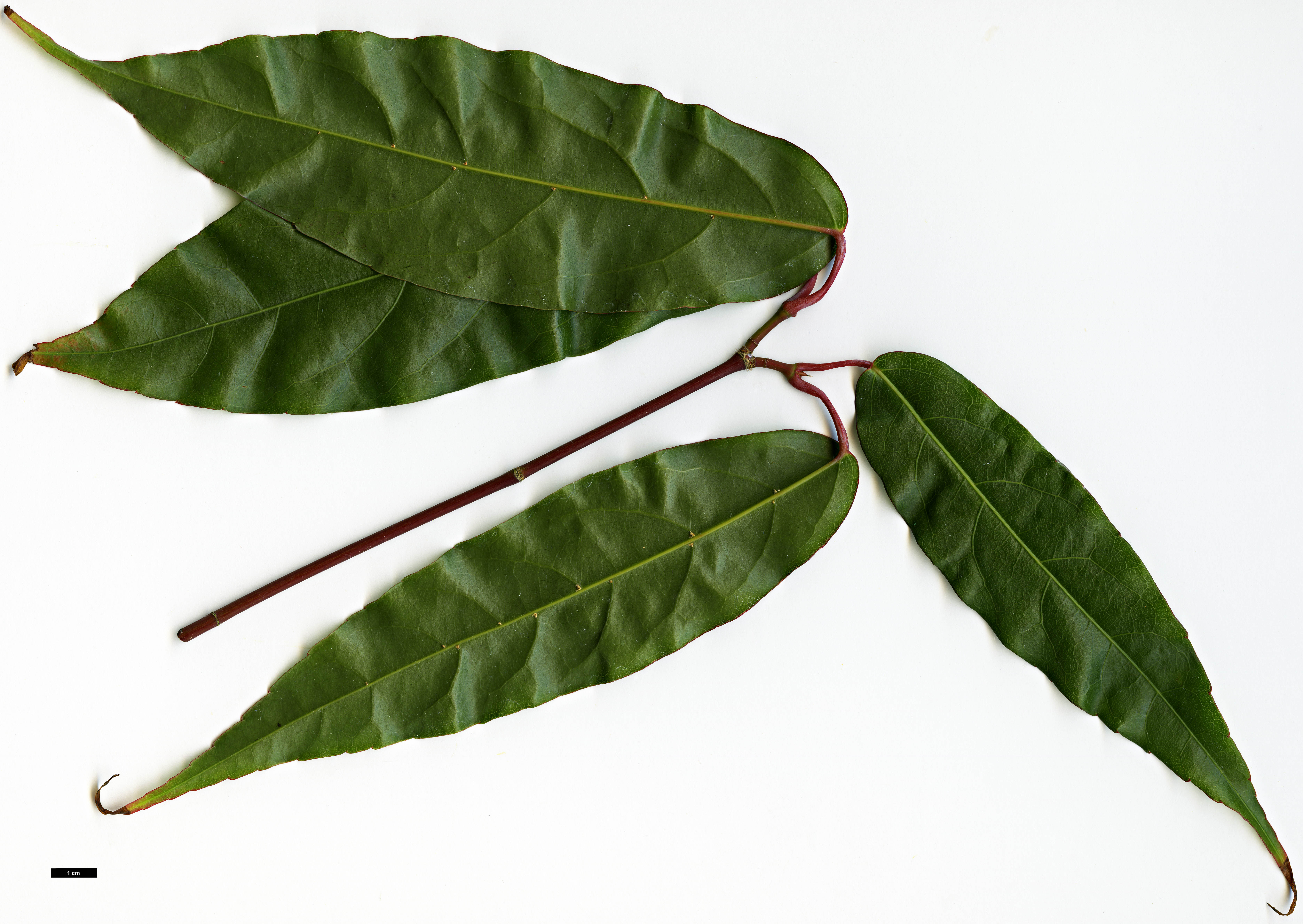 High resolution image: Family: Sapindaceae - Genus: Acer - Taxon: laevigatum